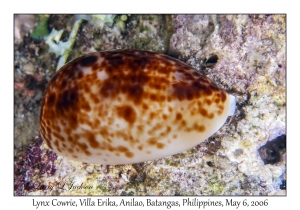 Lynx Cowrie