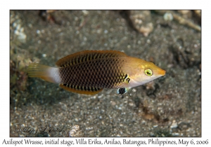 Axilspot Wrasse