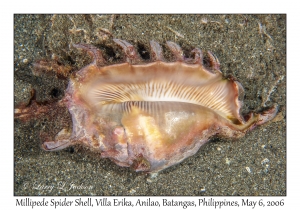 Millipede Spider Shell