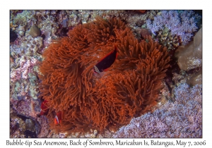 Bubble-tip Sea Anemone