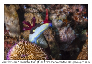 Chamberlain's Nembrotha