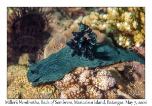 Miller's Nembrotha