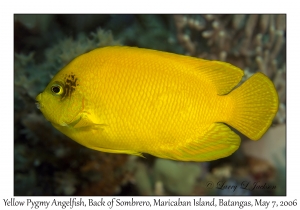 Yellow Pygmy Angelfish