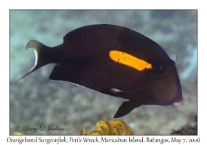 Orangeband Surgeonfish