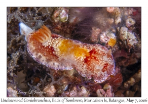 Undescribed Goniobranchus species