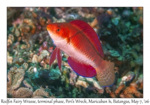 Redfin Fairy Wrasse