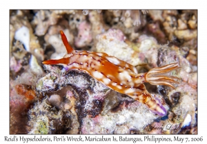 Reid's Hypselodoris