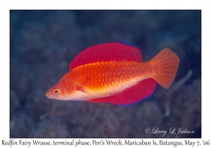 Redfin Fairy Wrasse