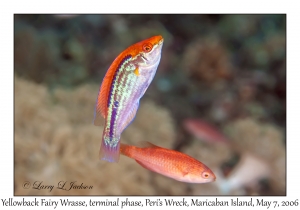 Yellowback Fairy Wrasses