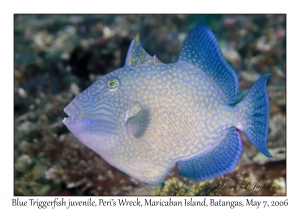 Blue Triggerfish juvenile