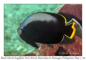 Black Velvet Angelfish