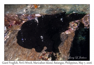 Giant Frogfish