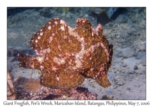 Giant Frogfish