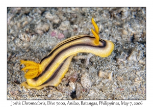 Josh's Chromodoris