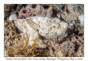 Flasher Scorpionfish