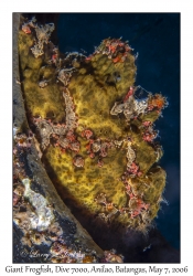 Giant Frogfish