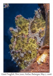 Giant Frogfish