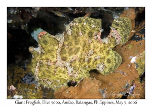 Giant Frogfish