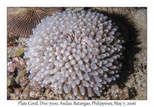 Plate Coral