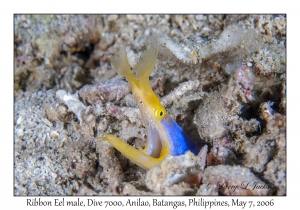 Ribbon Eel male