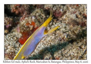 Ribbon Eel male