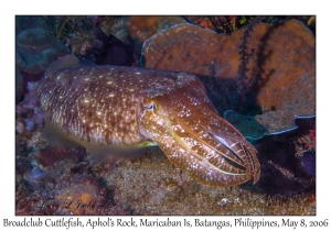 Broadclub Cuttlefish