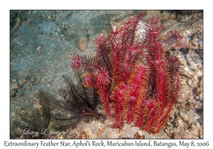 Extraordinary Feather Star