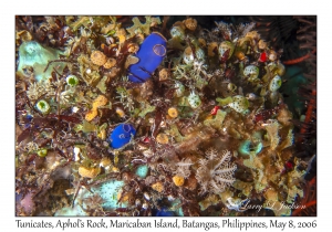 Tunicates