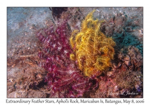 Extraordinary Feather Star