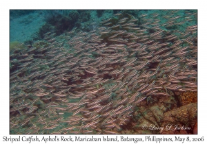 Striped Catfish