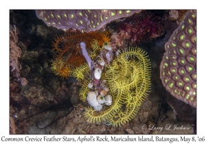 Common Crevice Feather Star