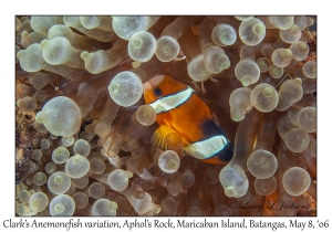 Clark's Anemonefish variation