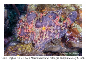 Giant Frogfish