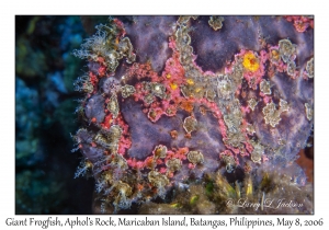 Giant Frogfish