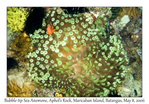 Bubble-tip Sea Anemone