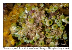 Tunicates