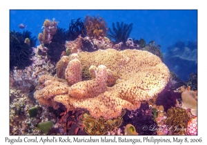 Pagoda Coral