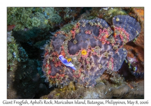 Giant Frogfish