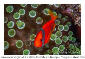 Tomato Anemonefish male