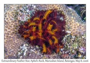 Extraordinary Feather Star