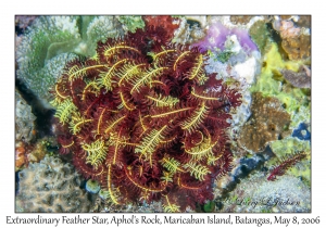 Extraordinary Feather Star