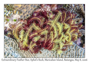 Extraordinary Feather Star