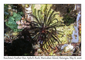 Boschma's Feather Star