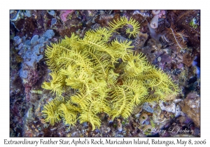 Extraordinary Feather Star