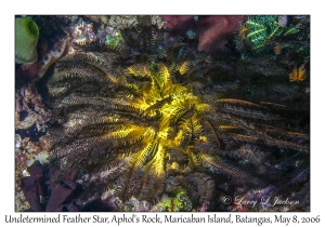 Undetermined Feather Star