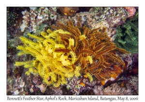 Bennett's Feather Star