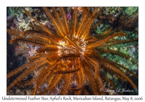 Undetermined Feather Star