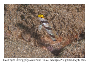 Black-rayed Shrimpgoby