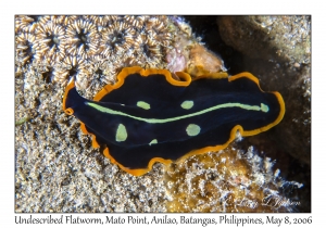 Undescribed Flatworm