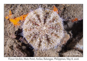 Flower Urchin